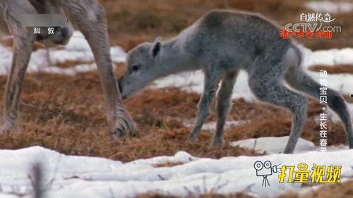 驯鹿宝宝,从幼崽到小鹿的蜕变之旅